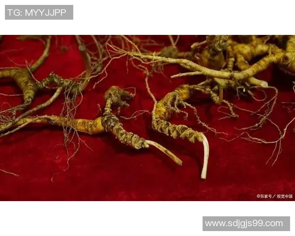 太阳神与安阳人参的较量：自然力量与神秘药材的巅峰对决